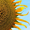 САВАНА